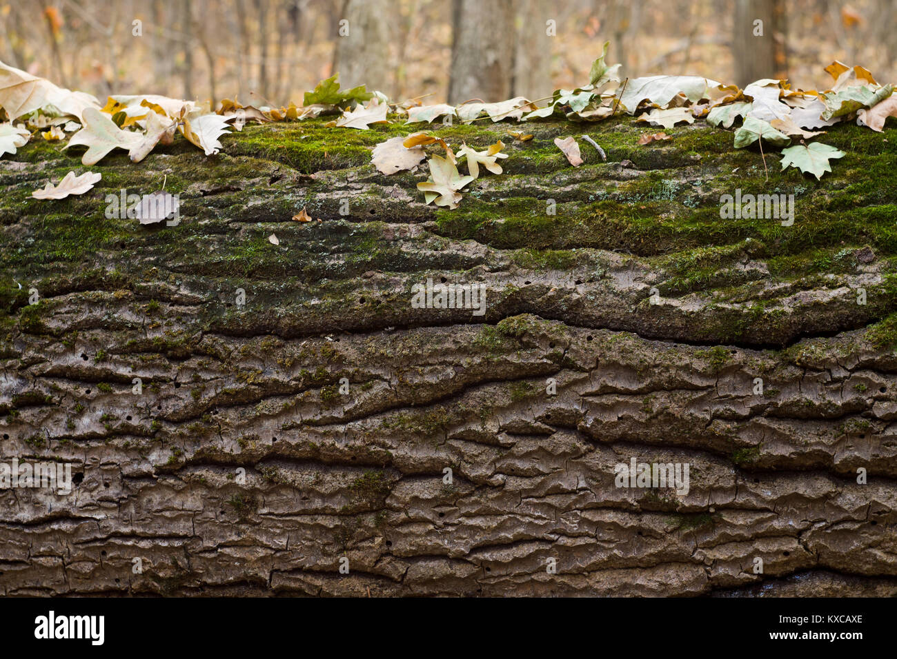 Die Beschaffenheit der Rinde mit Moos mit Herbstlaub bedeckt Stockfoto