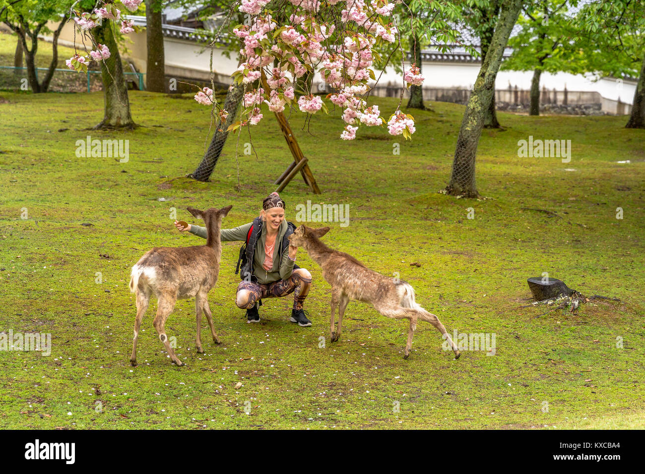 Fütterung Nara Hanami Stockfoto