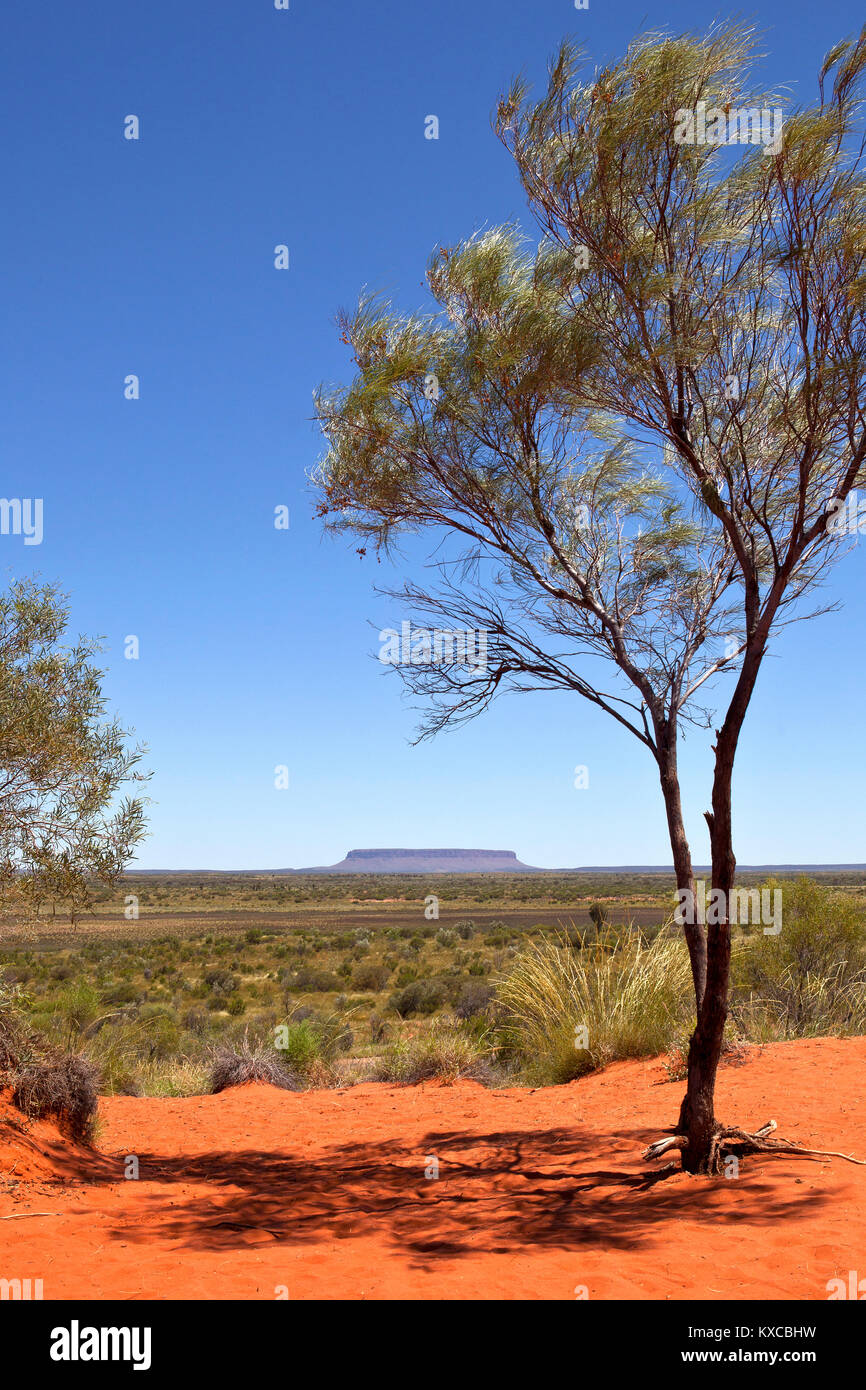 Blick auf den Mount Conner auch als Attila und Artilla mit einzelnen Baum im Vordergrund, die bekannt sind, mit roter Erde im Northern Territory Australien umgeben Stockfoto