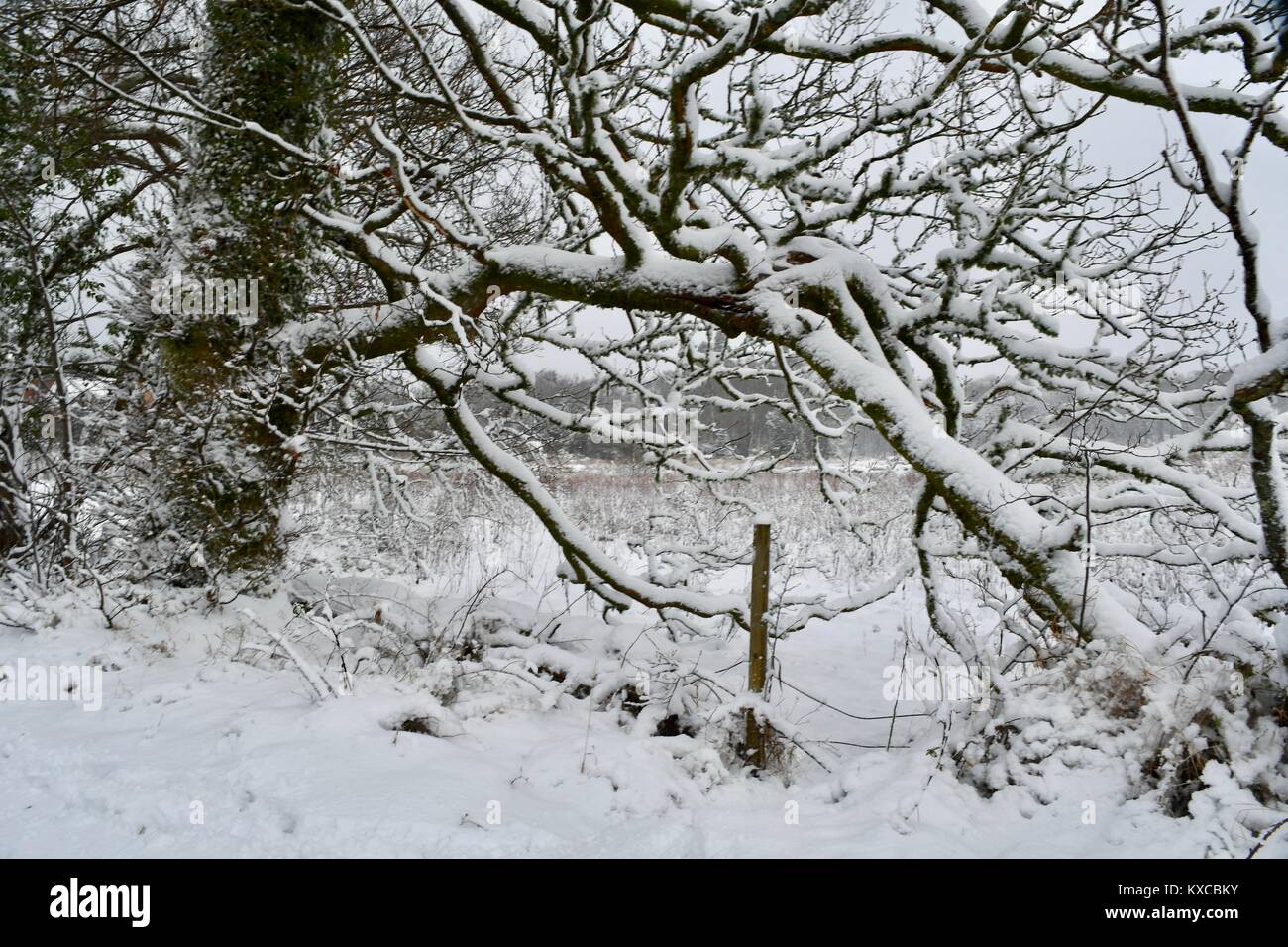 Schnee Baum mit einem biegsamen Zweige Stockfoto
