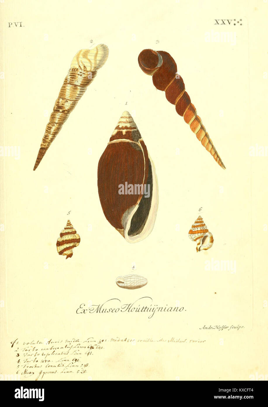 Eine Darstellung aus dem Werk 'Vergnügen der Augen und des Gemüths' mit einer detaillierten Platte (Tab. XXV) aus einer historischen künstlerischen Studie. Stockfoto