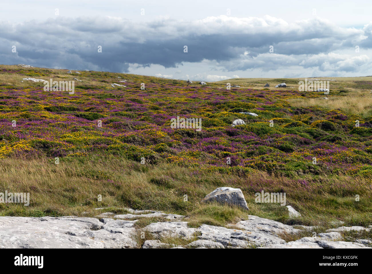 Kalkstein Heide, hier auf die Great Orme in Nord Wales, ist selten Lebensraum. Eine beträchtliche Menge an Boden auslaugen ist erforderlich, bevor sie sich entwickeln können. Stockfoto