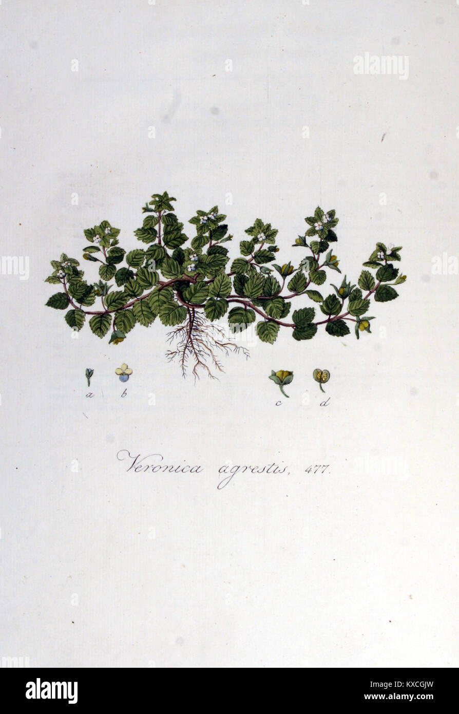 Dieser Eintrag aus der „Flora Batava“-Reihe beschreibt Veronica agrestis, eine in Europa heimische blühende Pflanzenart, und beschreibt deren Eigenschaften und Klassifizierung. Stockfoto