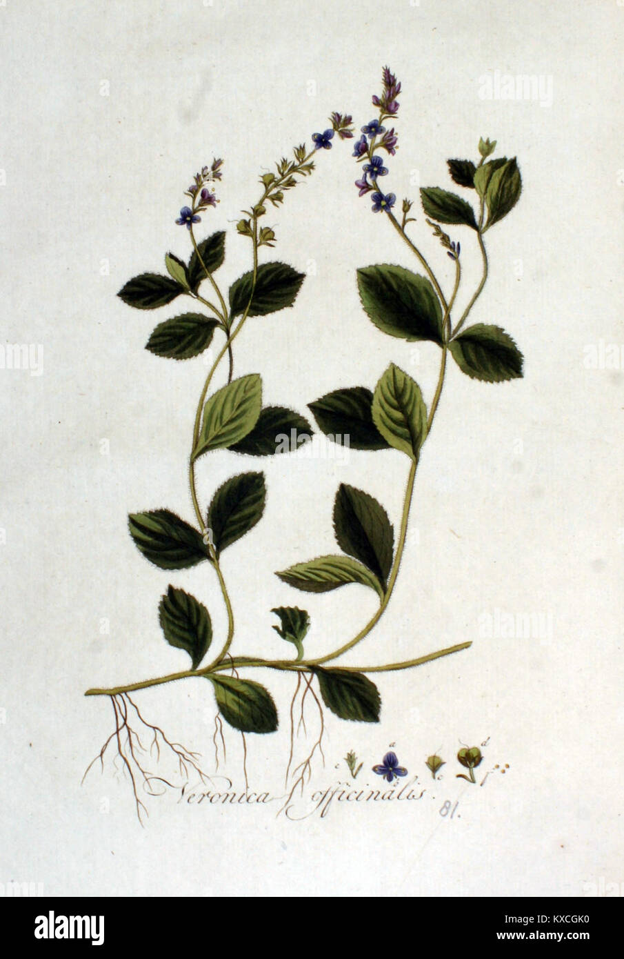 Eine Illustration von *Veronica officinalis* (gemeiner speedwell) aus *Flora Batava*, die seine botanischen Merkmale und Bedeutung für europäische Pflanzenstudien hervorhebt. Stockfoto