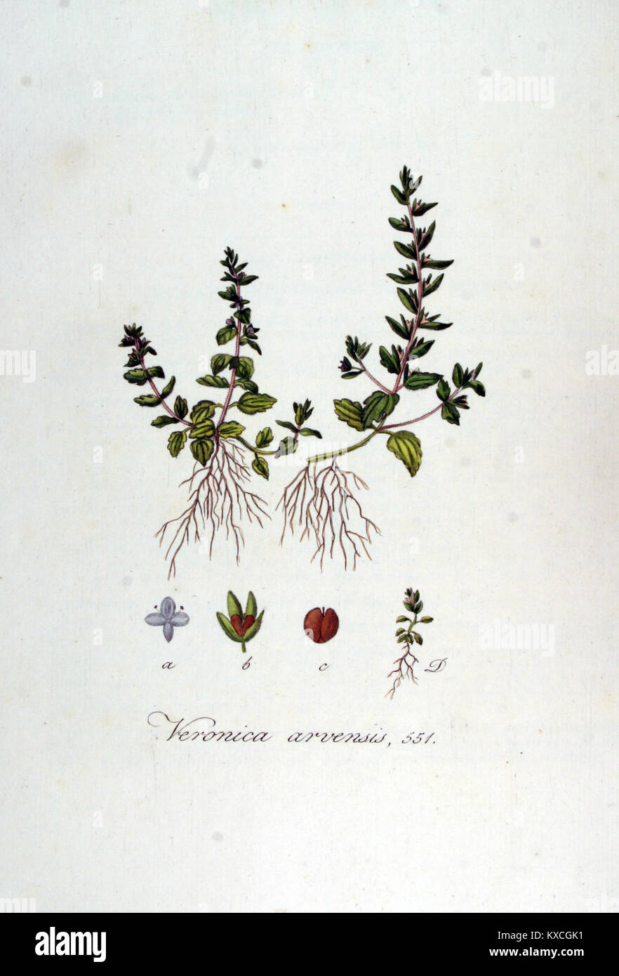 Eine botanische Illustration von *Veronica arvensis* (Wall speedwell) aus *Flora Batava*, Band 7, zeigt detaillierte Merkmale der Pflanze für wissenschaftliche und pädagogische Zwecke. Stockfoto