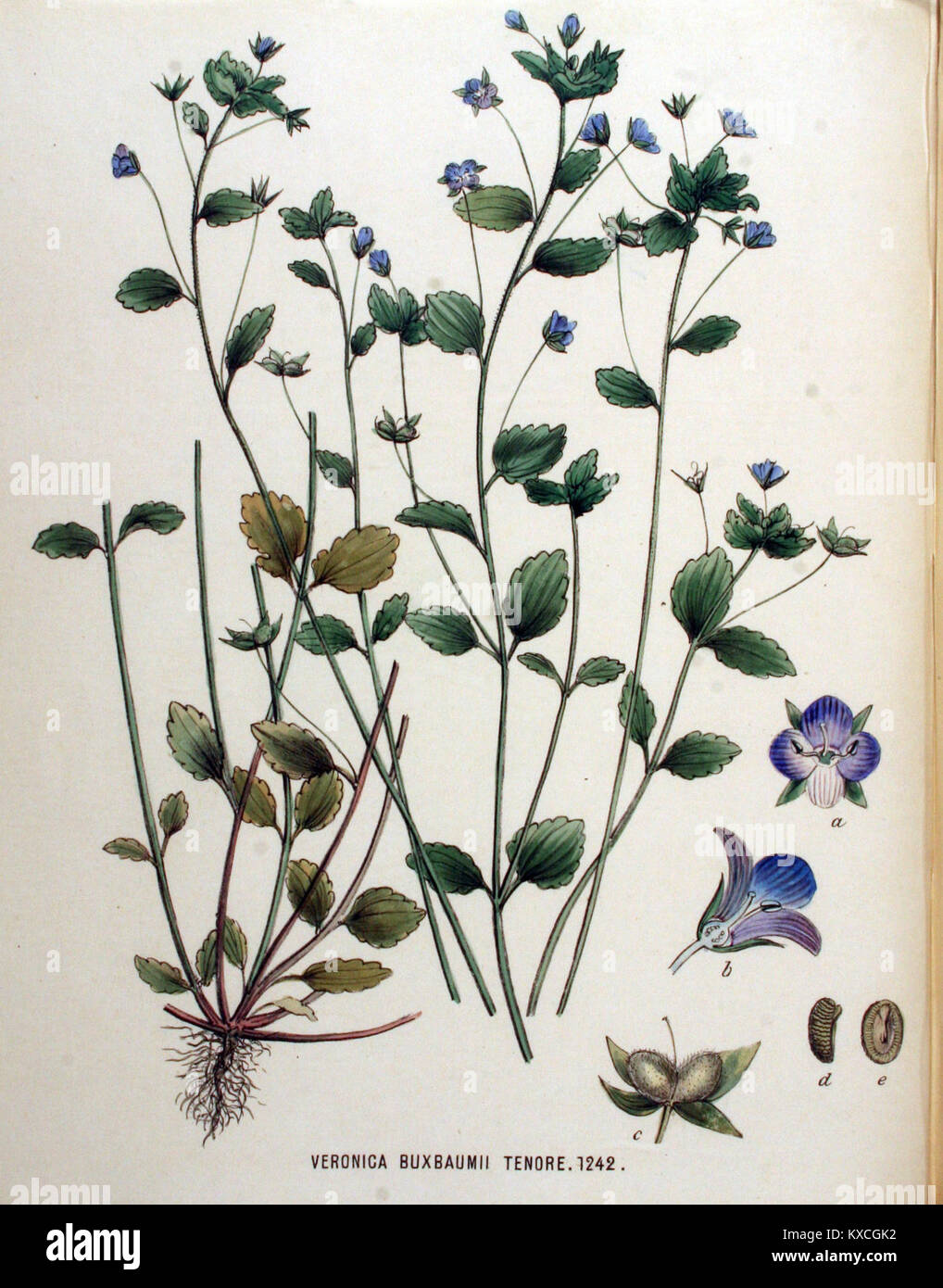 Eine botanische Illustration von *Veronica buxbaumii* (Buxbaums speedwell) aus *Flora Batava*, Band 16, die die Art mit detaillierter wissenschaftlicher Genauigkeit darstellt. Stockfoto