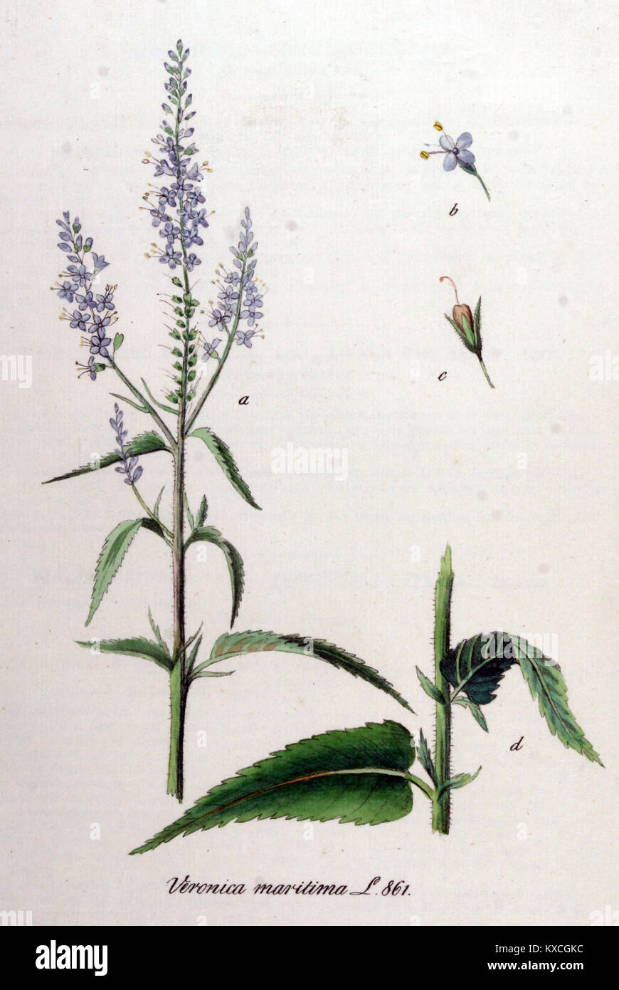 Veronica longifolia - Flora Batava - Band v 11. Stockfoto