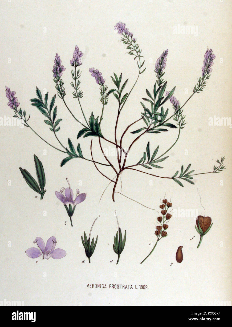 Veronica prostrata - Flora Batava - Band v 17. Stockfoto