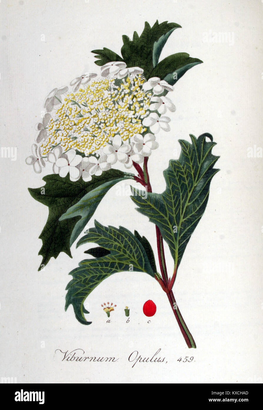 Viburnum opulus, allgemein bekannt als Europäischer Preiselbeerstrauch, ist in *Flora Batava*, Band 6, einem botanischen Werk, das Pflanzenarten in den Niederlanden dokumentiert. Stockfoto