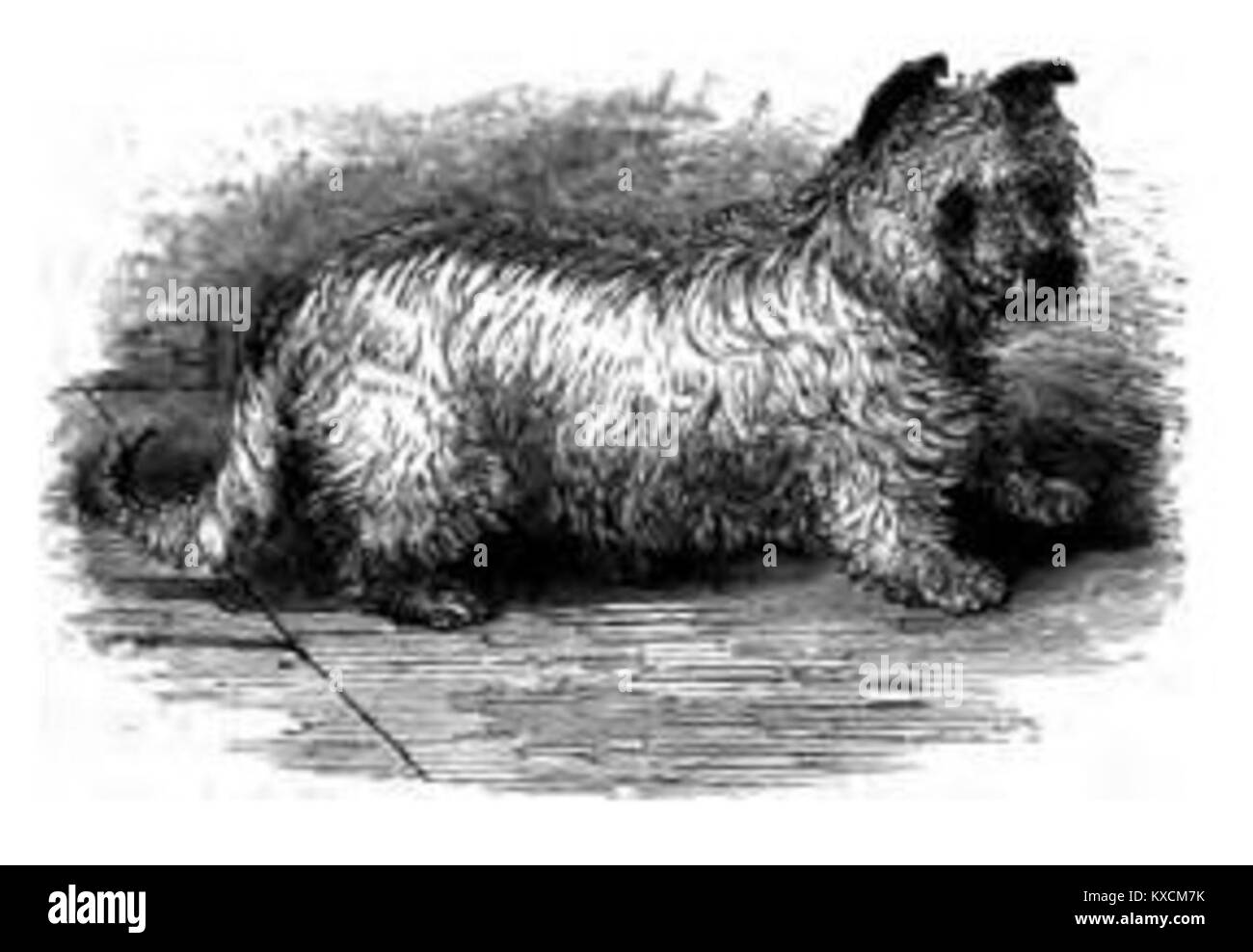 Der Skye Terrier, eine englische Hunderasse, die für ihr langes, fließendes Fell, ihre kurzen Beine und ihr treues Temperament bekannt ist. Es ist eine historische britische Rasse, die für ihre Gesellschaft und ihre kulturelle Präsenz im Vereinigten Königreich geschätzt wird. Stockfoto