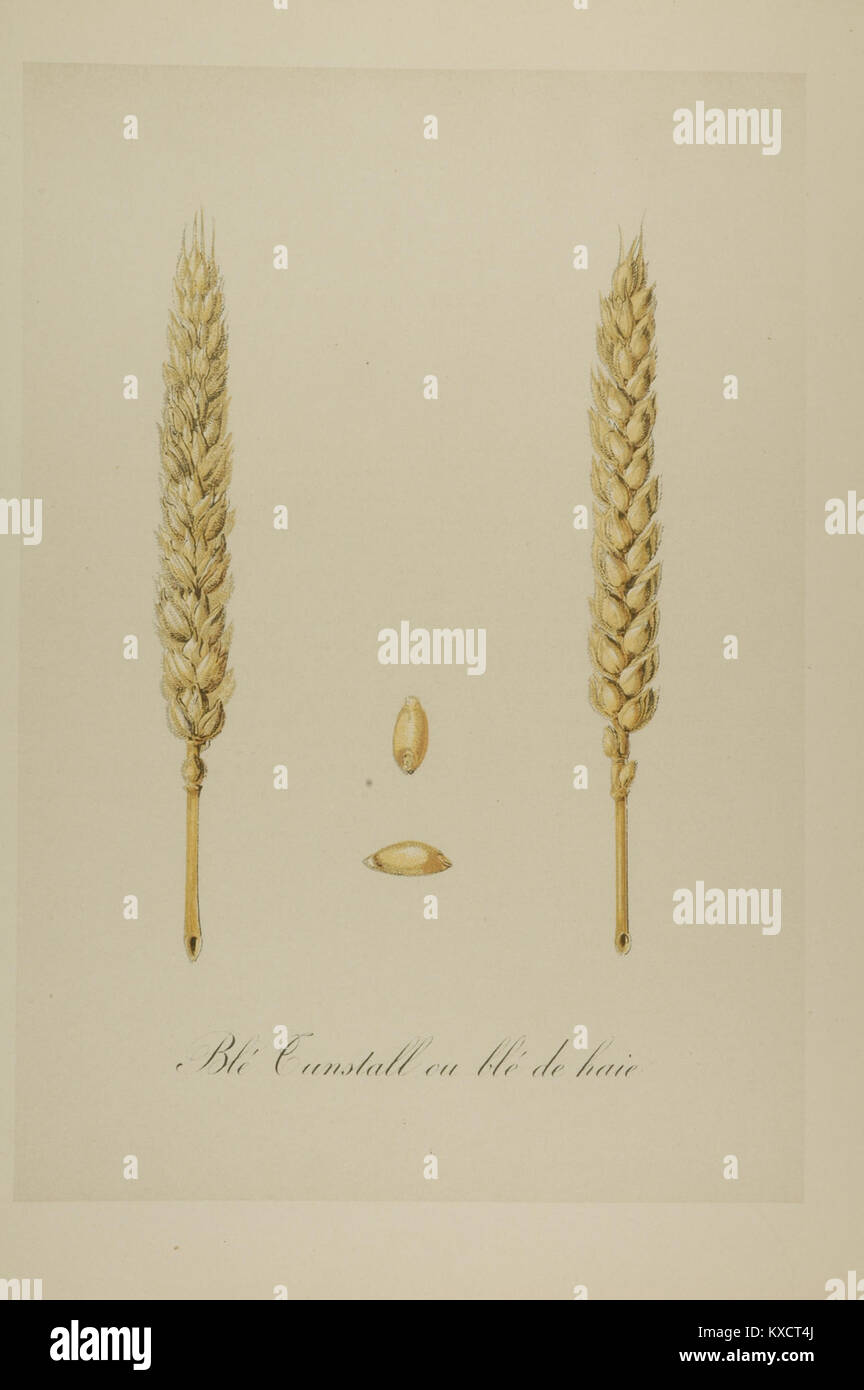 Ein historisches Bild oder eine Illustration mit dem Titel '1-26 BL, Tunstall ou bl, de haie Vilmorin', das wahrscheinlich botanische oder landwirtschaftliche Themen darstellt, da es in seinem Zusammenhang mit Vilmorin steht, bekannt für botanische Veröffentlichungen. Stockfoto