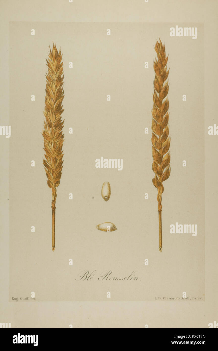 Dies bezieht sich auf eine Arbeit von Rousselin Vilmorin, die möglicherweise mit den botanischen Studien oder landwirtschaftlichen Praktiken in Verbindung steht, da Vilmorin in der Geschichte der Botanik und der Pflanzenwissenschaften von Bedeutung ist. Stockfoto