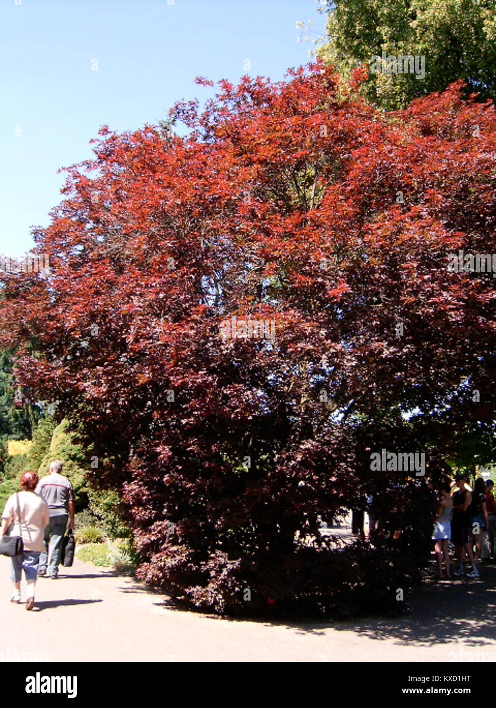 Verweis auf ein HTML-Code-Dateisegment mit der Bezeichnung „5.d,l“, das sich auf die digitale Dokumentstruktur und die Codierung der Webentwicklung bezieht. Stockfoto