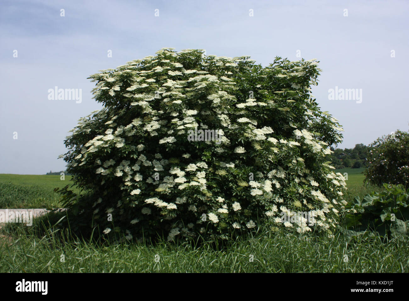 Referenzeintrag „5.díl“ (Band 5) im HTML-Format des Albums der Schlösser und Rittergüter im Königreich Sachsen mit Angabe des digitalen Katalogauftrags ohne sichtbare Darstellungsdetails. Stockfoto