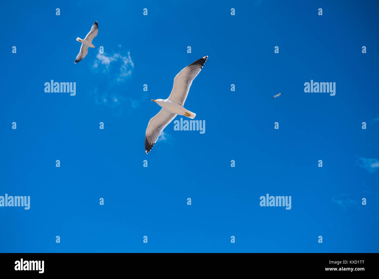 Niedrigen Winkel Ansicht der Vögel fliegen gegen blauen Himmel Stockfoto