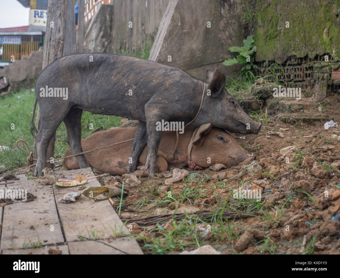 Schweine, die in der Port auf dem Amazonas Stockfoto