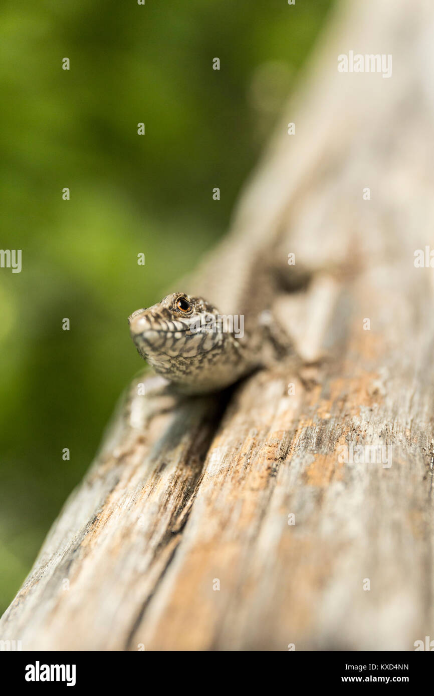 Hohe Betrachtungswinkel von Lizard auf Holz Stockfoto