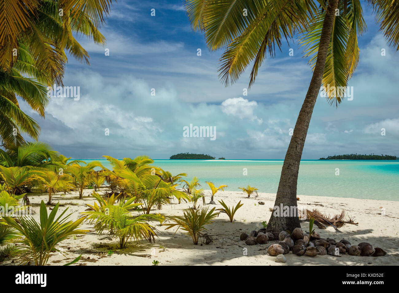 Kokosnuss Palmen am Strand gegen bewölkter Himmel Stockfoto