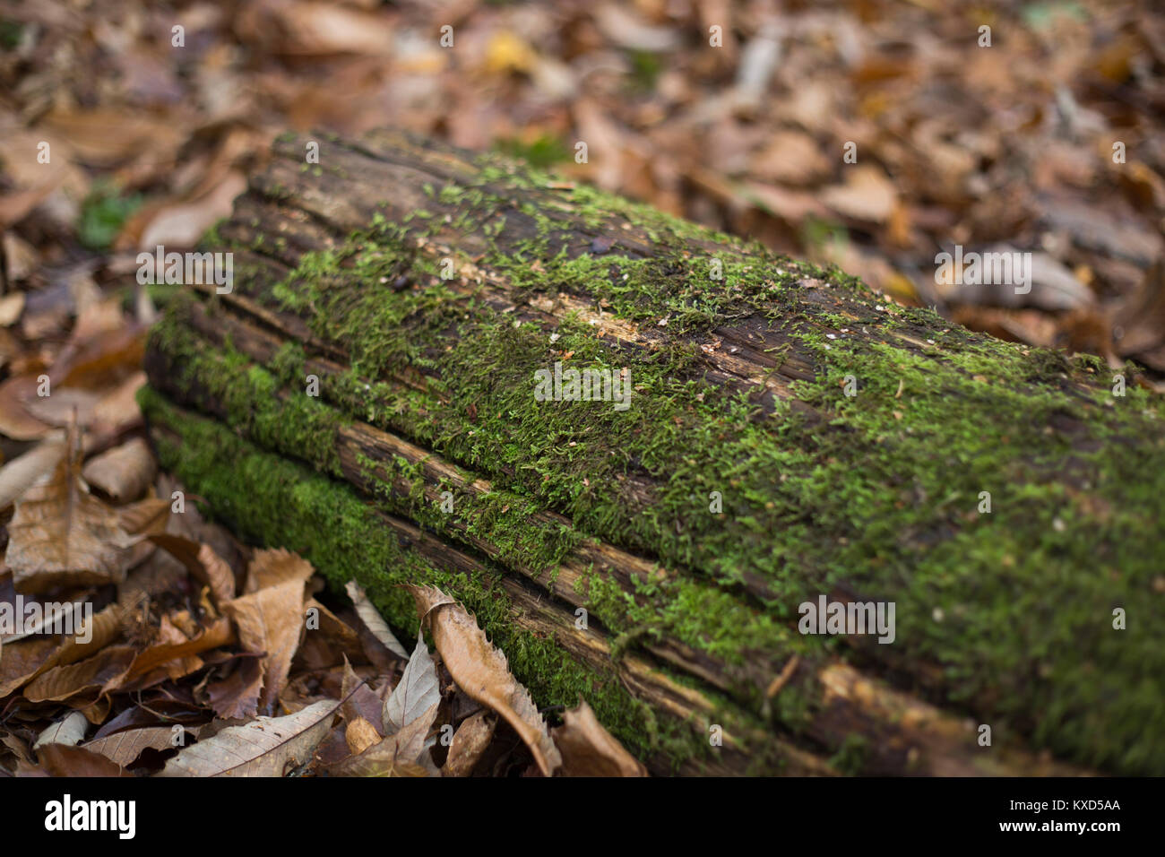Eine moss auf dem Waldboden bedeckt Stockfoto