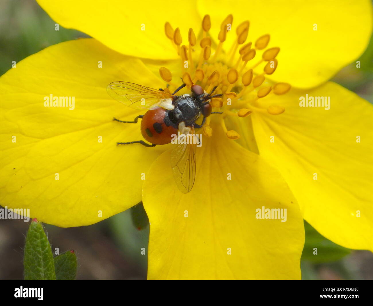 Marienkäfer nachahmen Fliegen auf Potentilla Blume Stockfoto