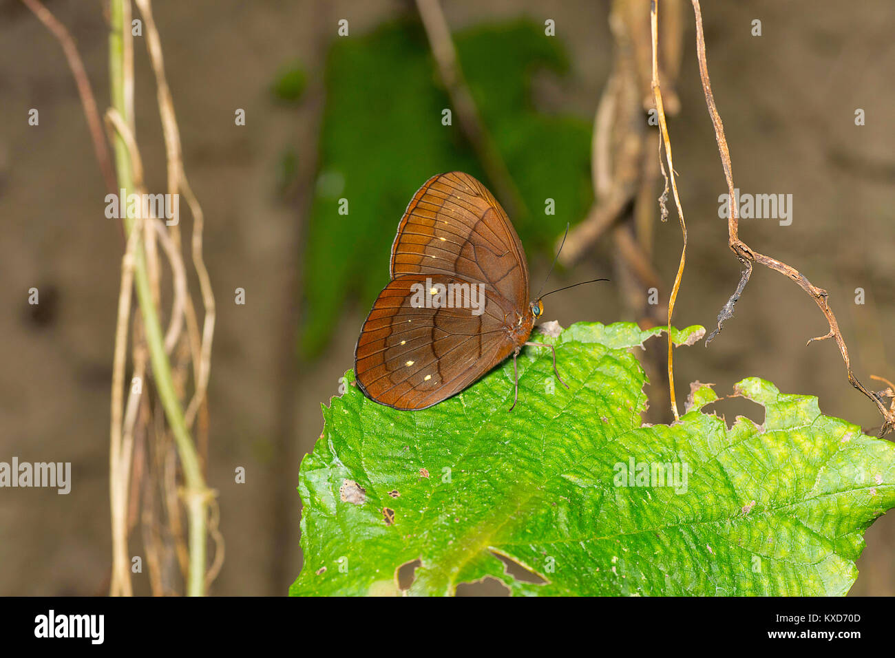 Assam großen Faun, Faunis eumeus Assama, Pinsel-footed Schmetterling Familie, Satakha, Nagaland, Indien Stockfoto