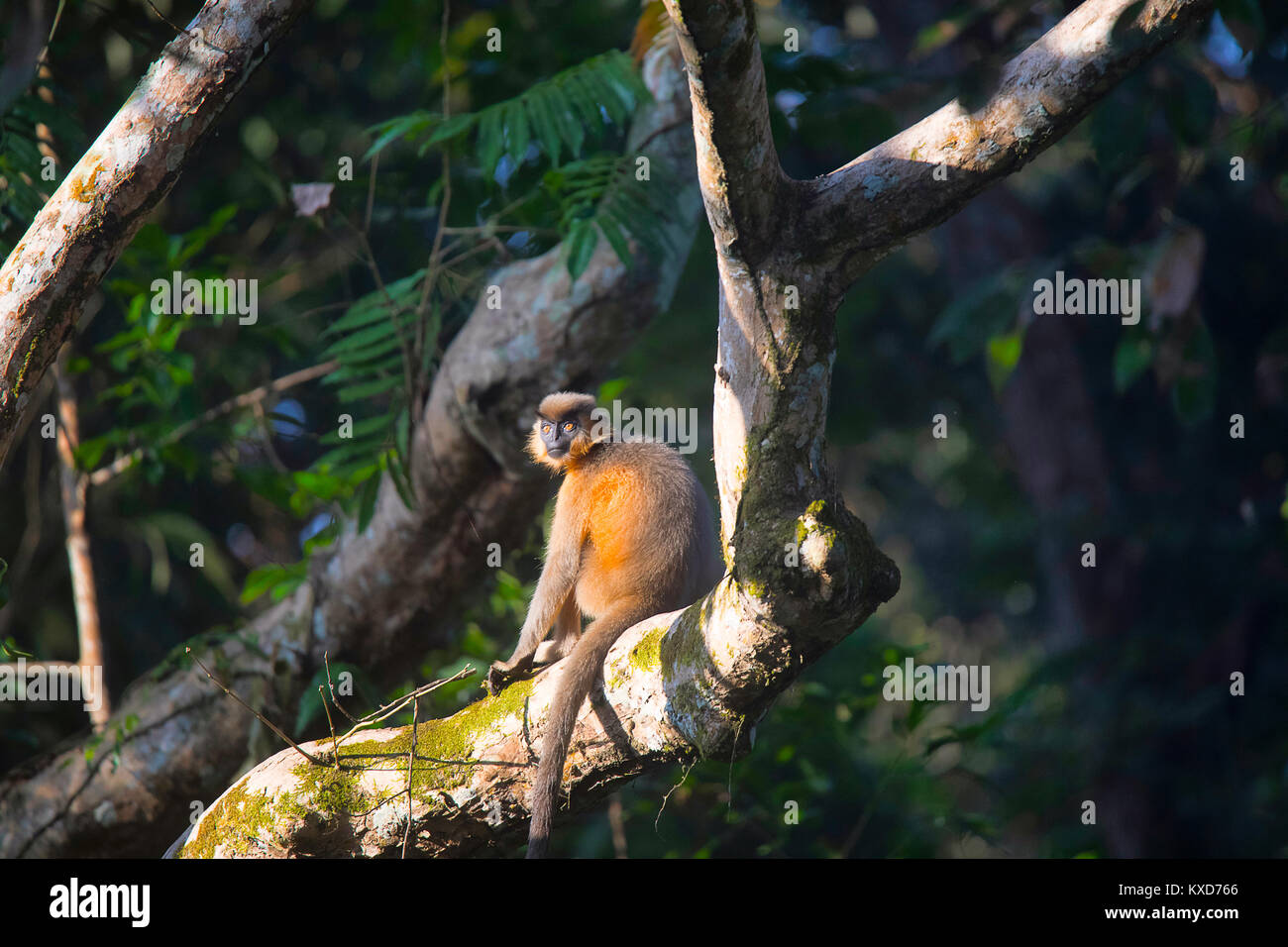 Bedeckte Langur, Trachypithecus pileatus, Gibbon Wildlife Sanctuary, Assam, Indien Stockfoto