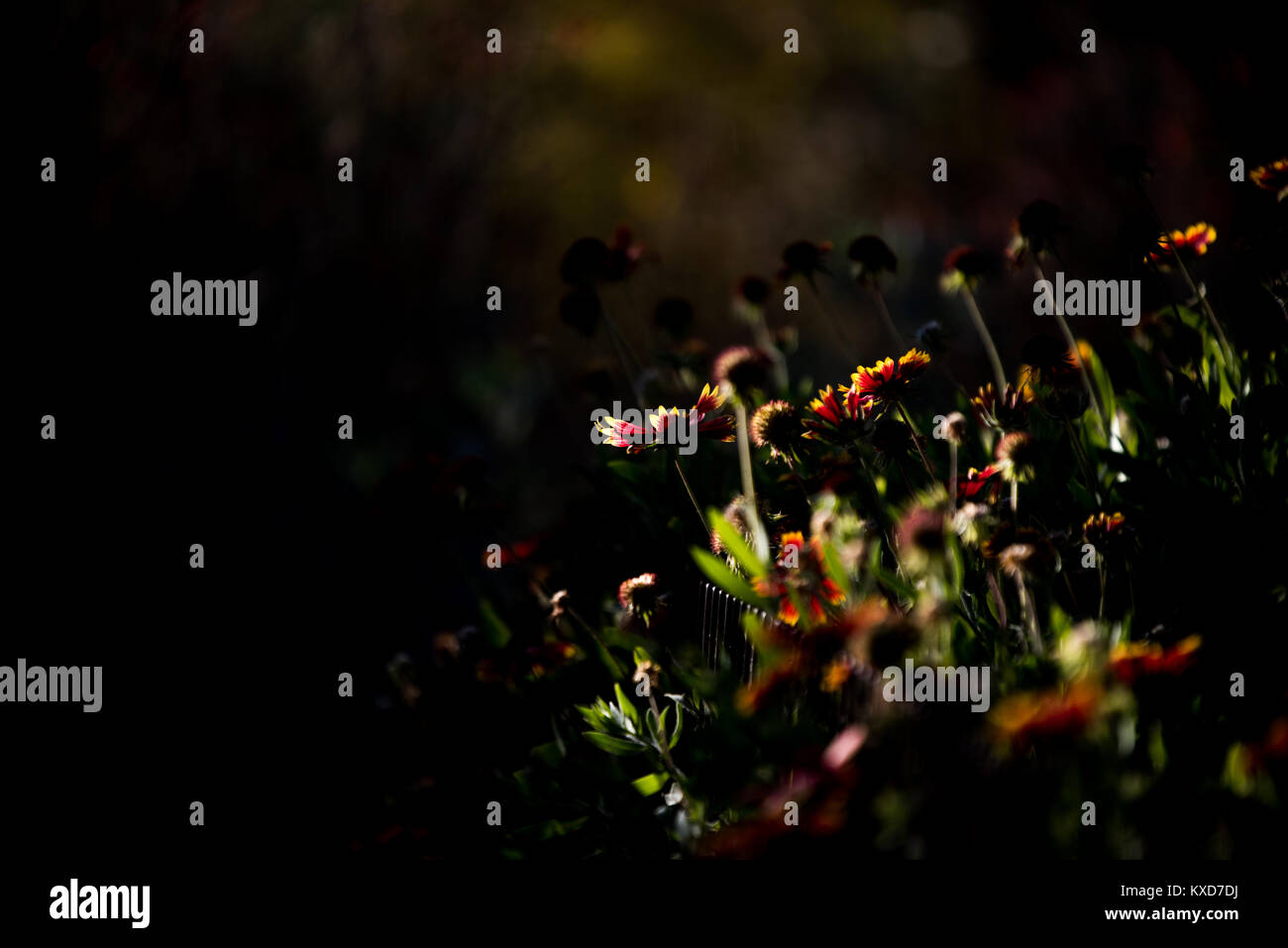 Blumen in einem Garten mit dunklen Schatten um die Kante, abstrakten Look Stockfoto