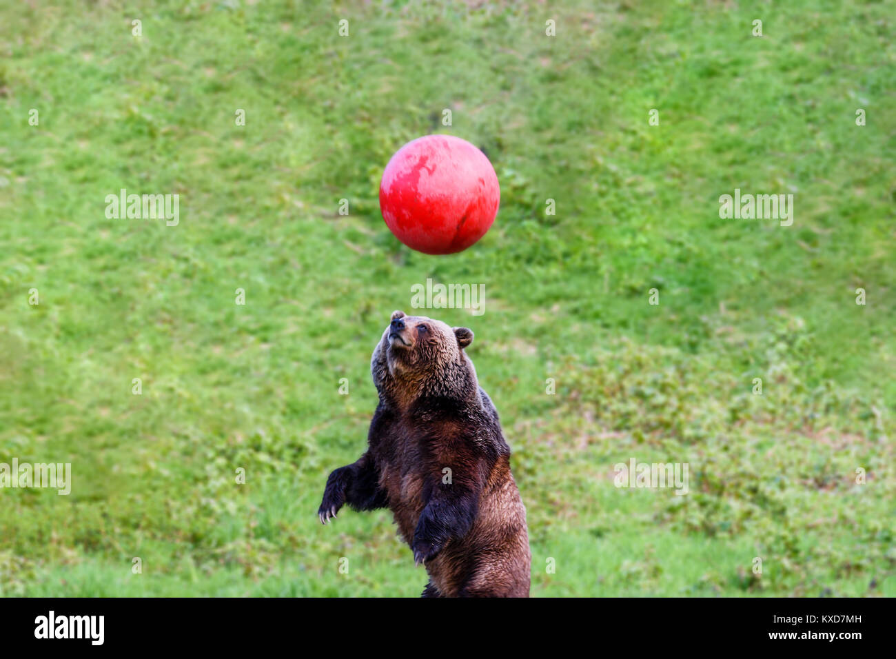 Ein Tier, ein brauner Bär, hat Spaß beim Spielen mit einem großen, roten Ball vor dem hintergrund der grünen Gras im Sommer Stockfoto