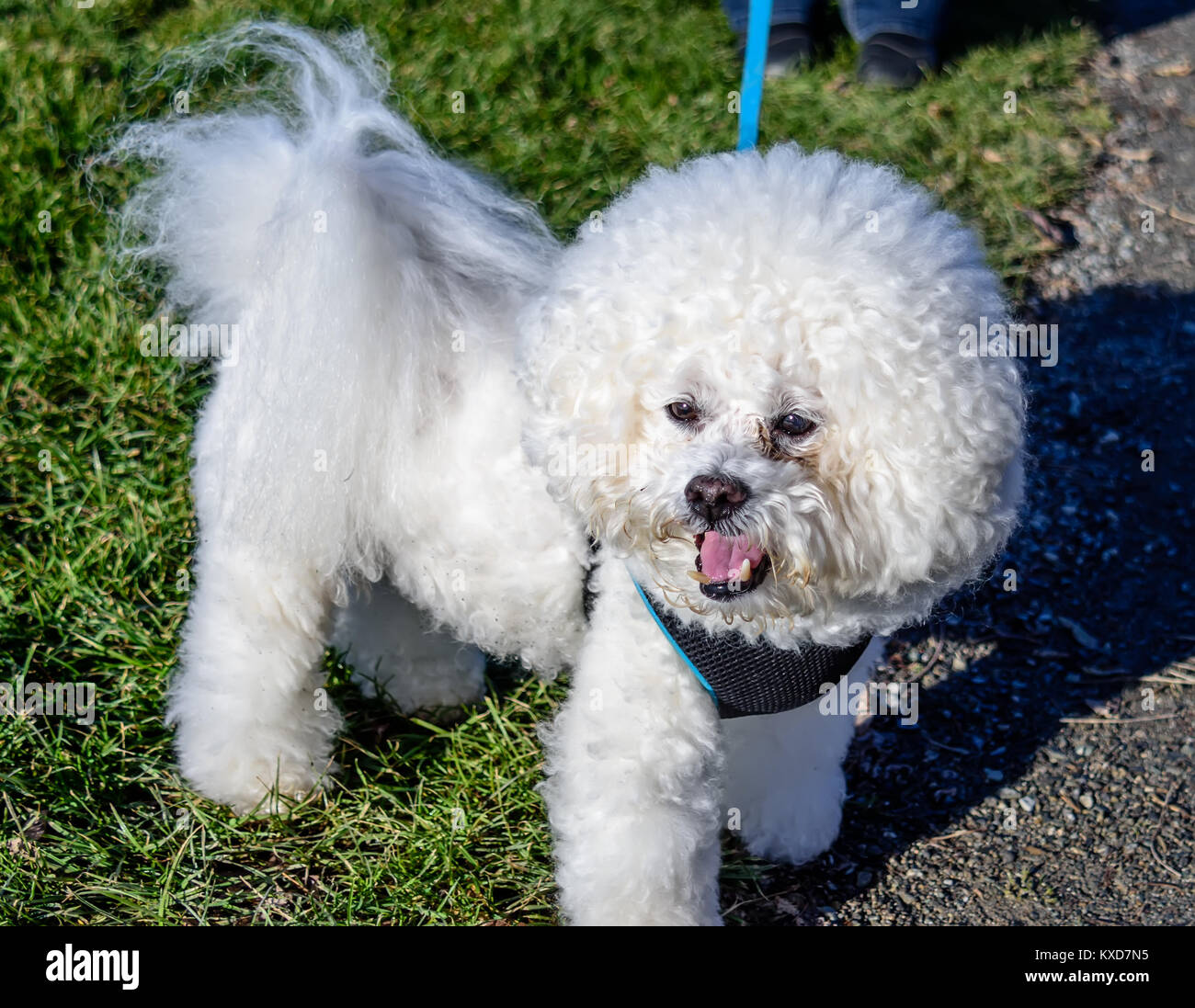 Tier, Hund, weißen, flauschigen, shaggy Schoßhündchen, Bichon, stehend auf grünem Gras mit offenen Mund Stockfoto