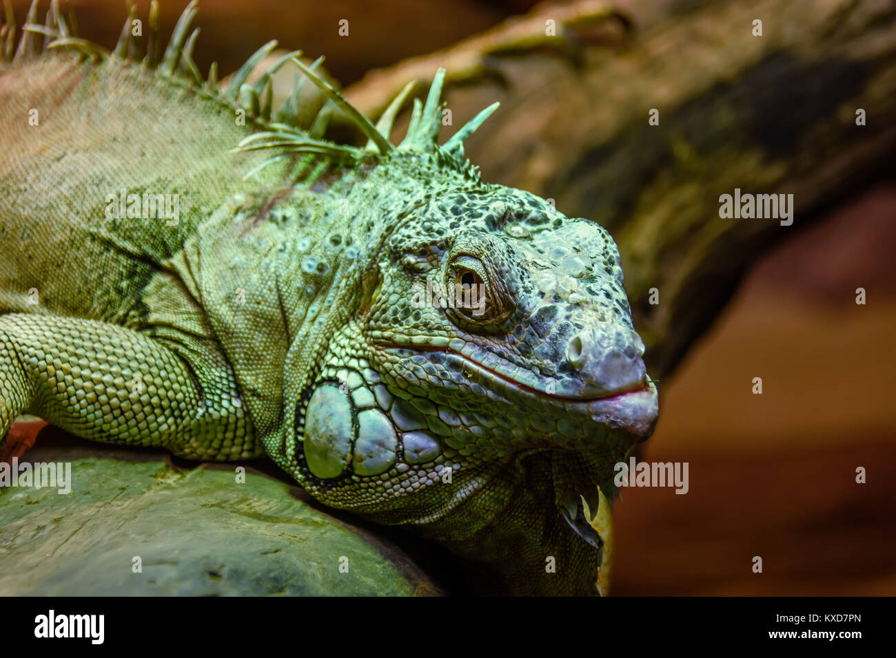 Wilde Tiere, Reptilien, grau Grüner Leguan kriechen durch einen Baum im Regenwald Stockfoto