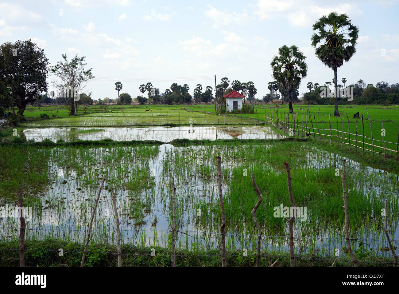 Reisfelder am Don Khong Island, Laos Stockfoto