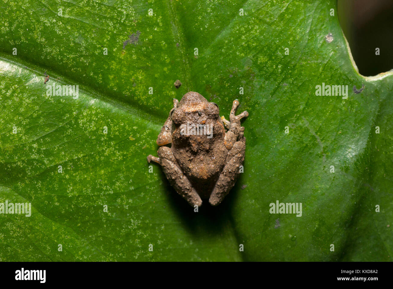 Philautus sp., Strauch der Gattung der Frösche. Kivikha, Nagaland, Indien Stockfoto