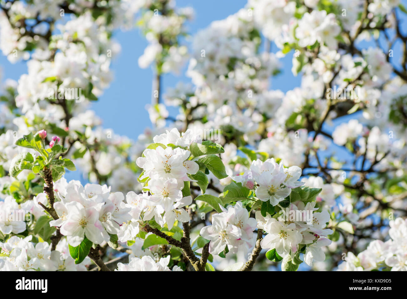 Schöne Apfelblüte im Frühjahr auf blauen Himmel Hintergrund Stockfoto