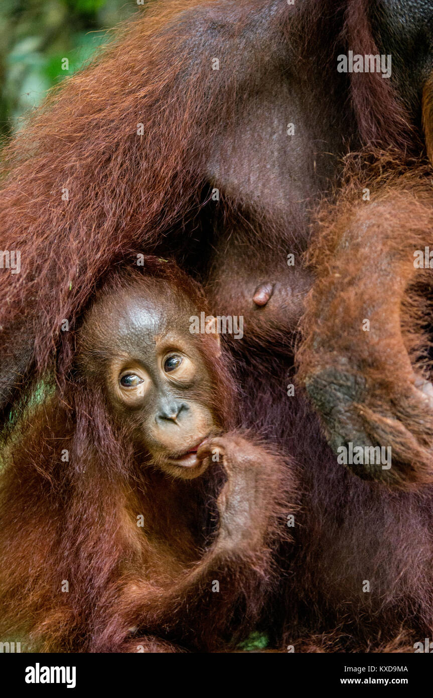 Ein Weibchen der Orang-utan mit einem Cub in einen natürlichen Lebensraum. Zentrale bornesischen Orang-utan (Pongo pygmaeus wurmbii) in der wilden Natur. Wilde tropische Rainf Stockfoto