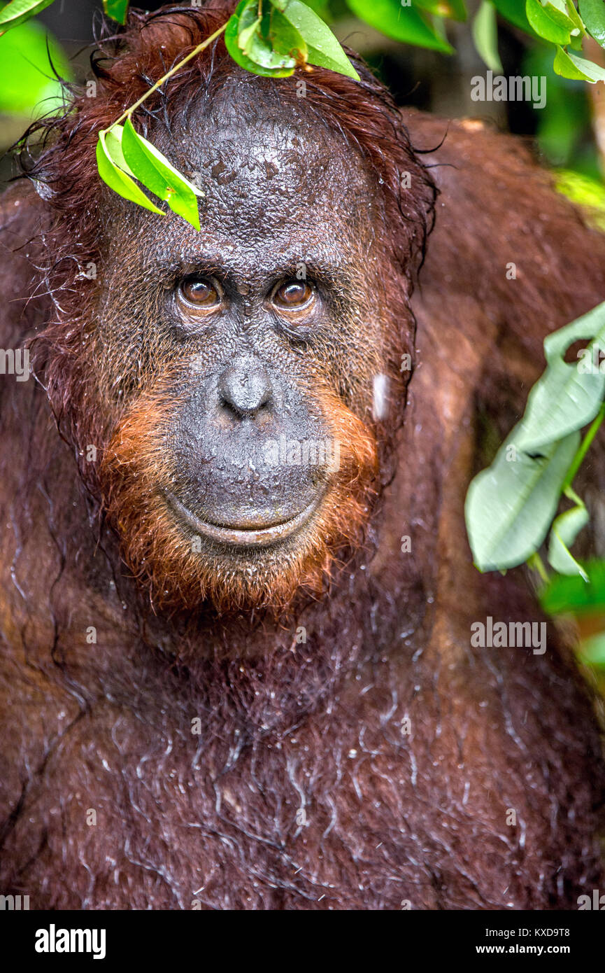 Eine Nahaufnahme Portrait des Bornesischen Orang-utan (Pongo pygmaeus) unter Regen in der wilden Natur. Zentrale bornesischen Orang-utan (Pongo pygmaeus wurmbii) Stockfoto