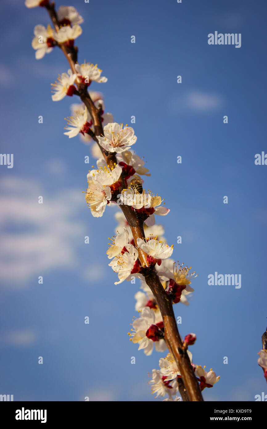 Aprikosenbaum Zweig mit Blüten am blauen Himmel Hintergrund Stockfoto