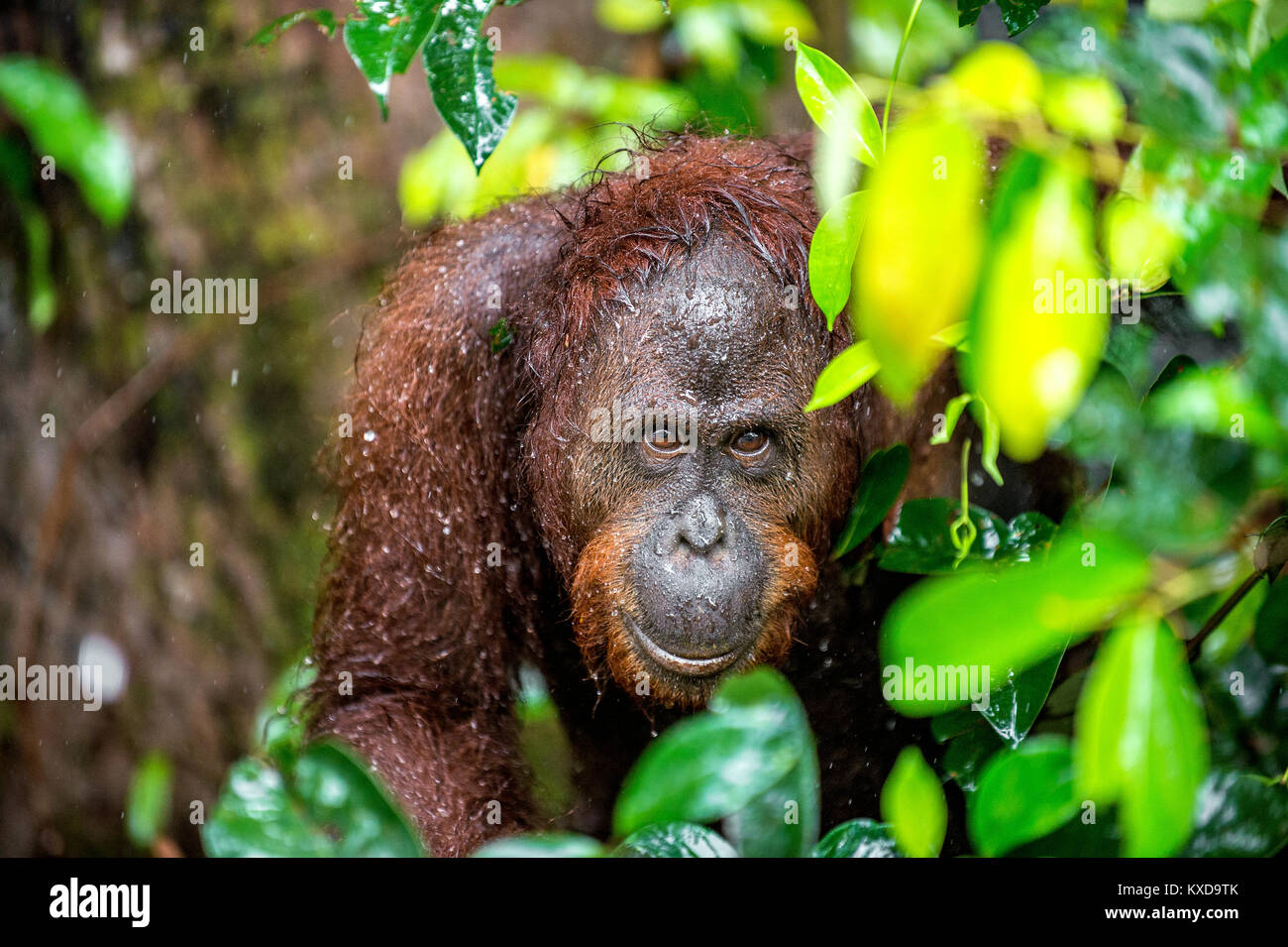 Eine Nahaufnahme Portrait des Bornesischen Orang-utan (Pongo pygmaeus) unter Regen in der wilden Natur. Zentrale bornesischen Orang-utan (Pongo pygmaeus wurmbii) Stockfoto