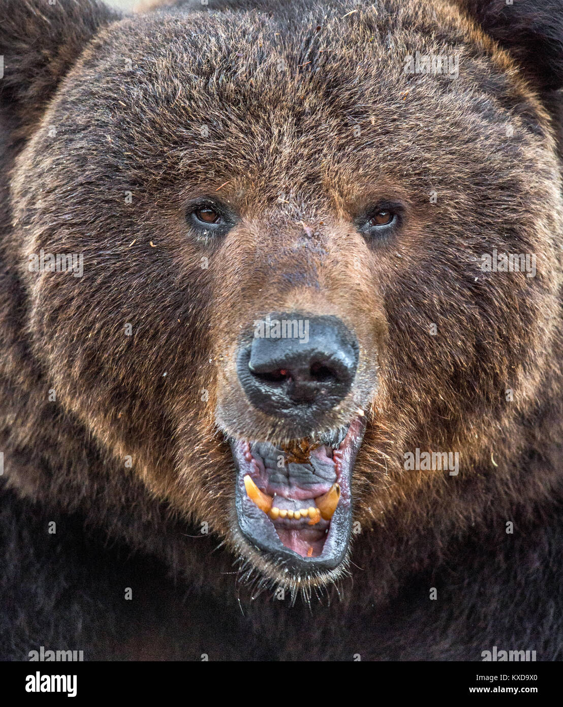 Die Nahaufnahme Portrait von Wilden erwachsener männlicher Braunbär (Ursus arctos). Stockfoto