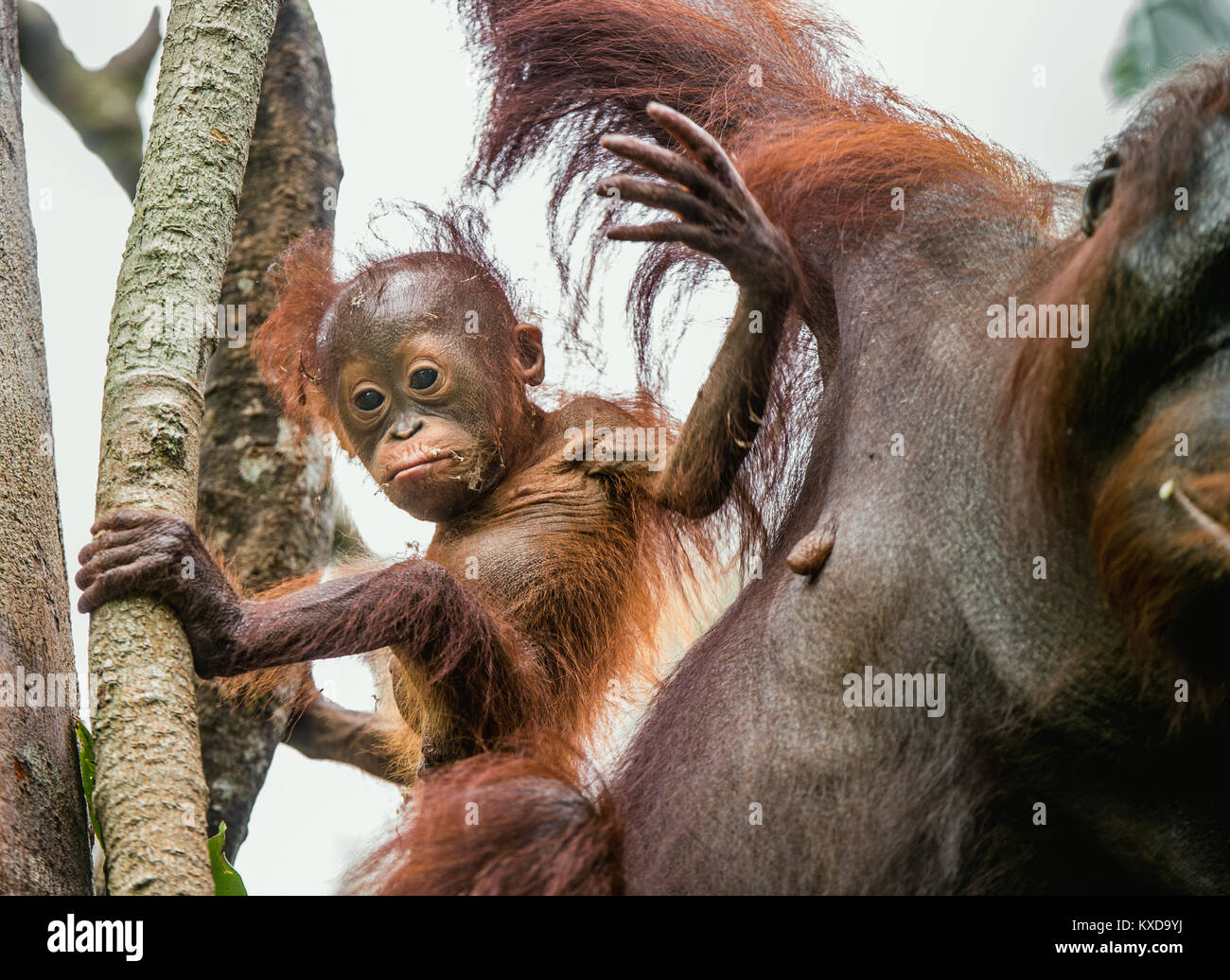 Ein Weibchen der Orang-utan mit einem Cub in einen natürlichen Lebensraum. Zentrale bornesischen Orang-utan (Pongo pygmaeus wurmbii) in der wilden Natur. Wilde tropische Rainf Stockfoto