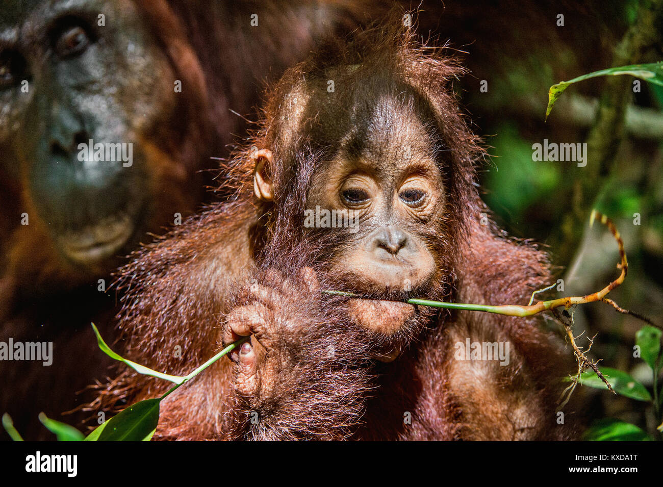 Close up Portrait von Orang-utan Cub in einen natürlichen Lebensraum. Zentrale bornesischen Orang-utan (Pongo pygmaeus wurmbii) in der wilden Natur. Wilde tropische Rainfor Stockfoto
