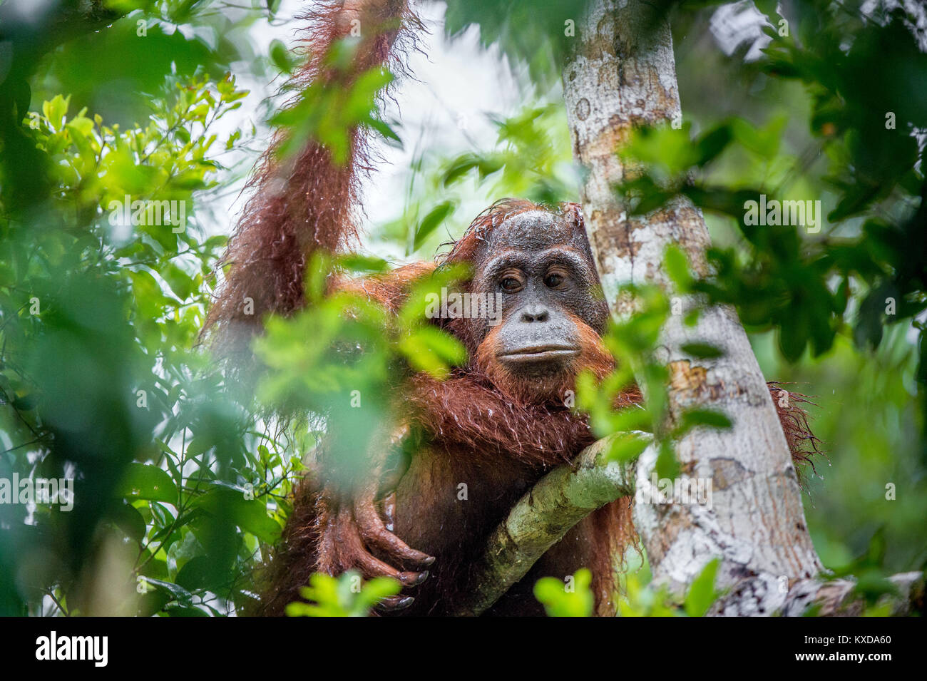 Eine Nahaufnahme Portrait des Bornesischen Orang-utan (Pongo pygmaeus) unter Regen in der wilden Natur. Zentrale bornesischen Orang-utan (Pongo pygmaeus wurmbii) Stockfoto