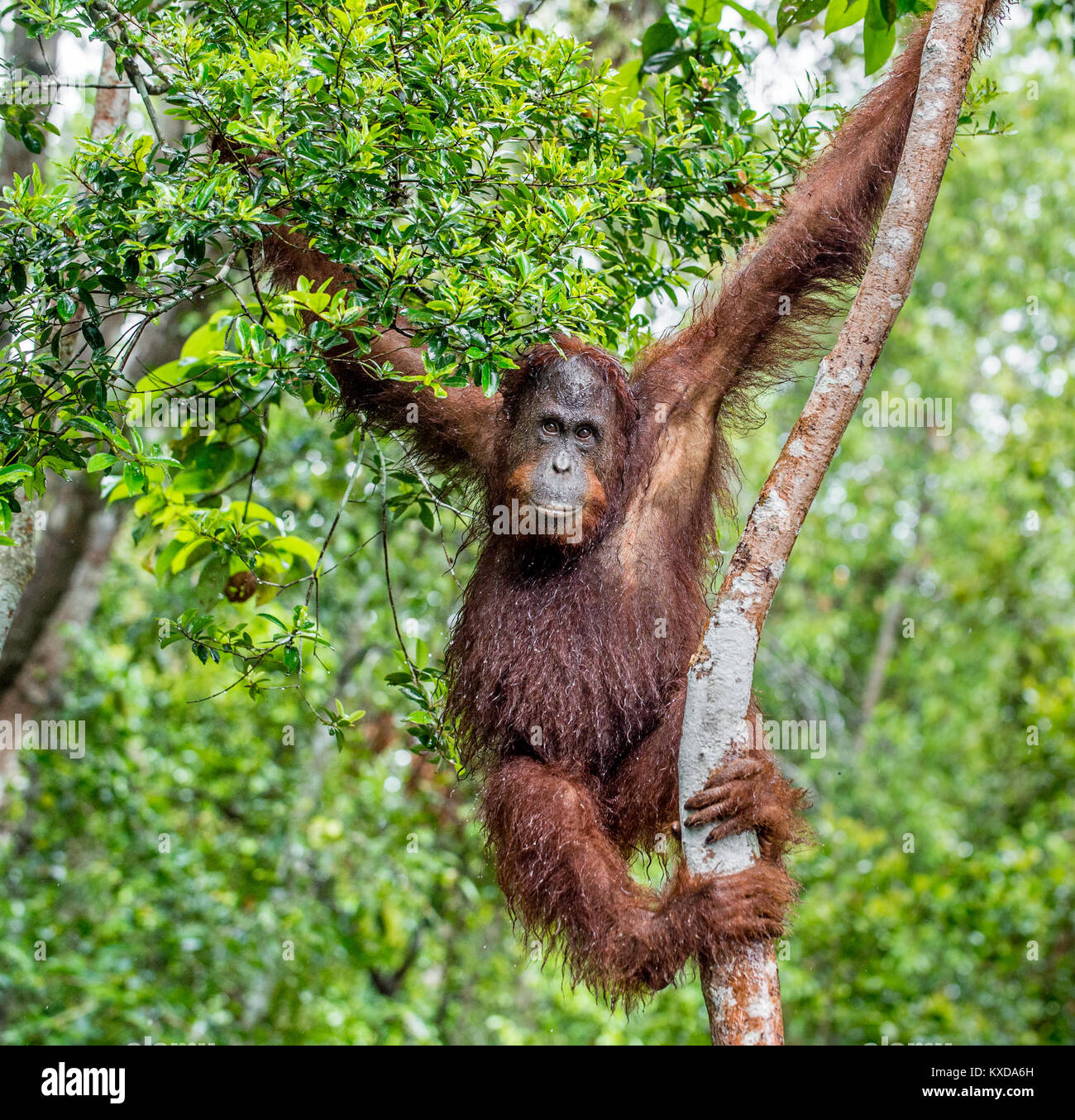 Great Ape auf dem Baum. Zentrale bornesischen Orang-utan (Pongo pygmaeus wurmbii) im natürlichen Lebensraum. Wilde Natur im tropischen Regenwald von Borneo. Stockfoto