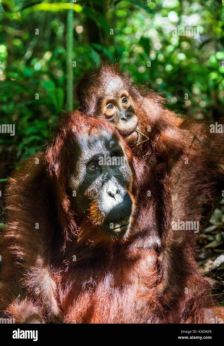 Ein Weibchen der Orang-utan mit einem Cub in einen natürlichen Lebensraum. Zentrale bornesischen Orang-utan (Pongo pygmaeus wurmbii) in der wilden Natur. Wilde tropische Rainf Stockfoto