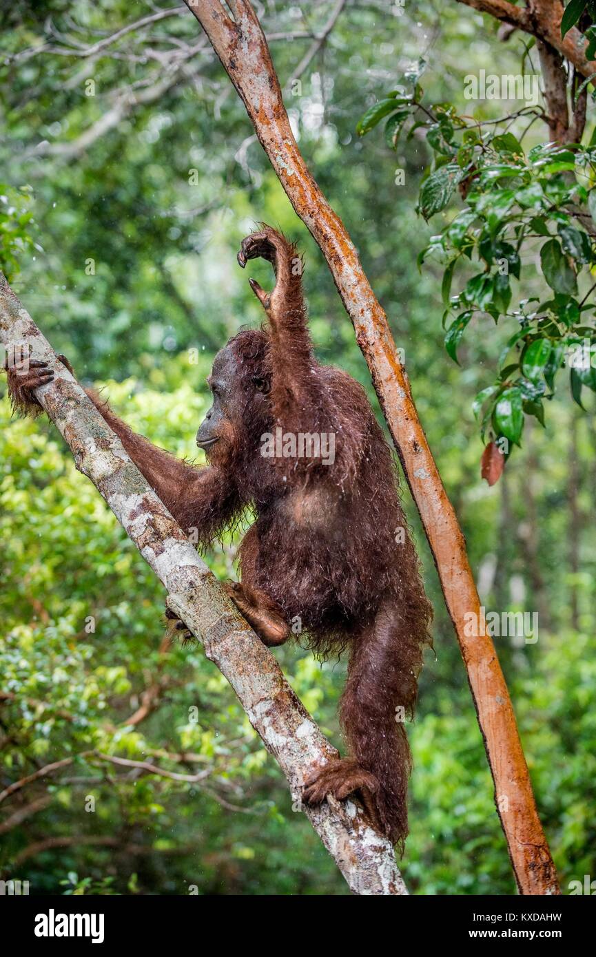 Great Ape auf dem Baum. Zentrale bornesischen Orang-utan (Pongo pygmaeus wurmbii) im natürlichen Lebensraum. Wilde Natur im tropischen Regenwald von Borneo. Stockfoto