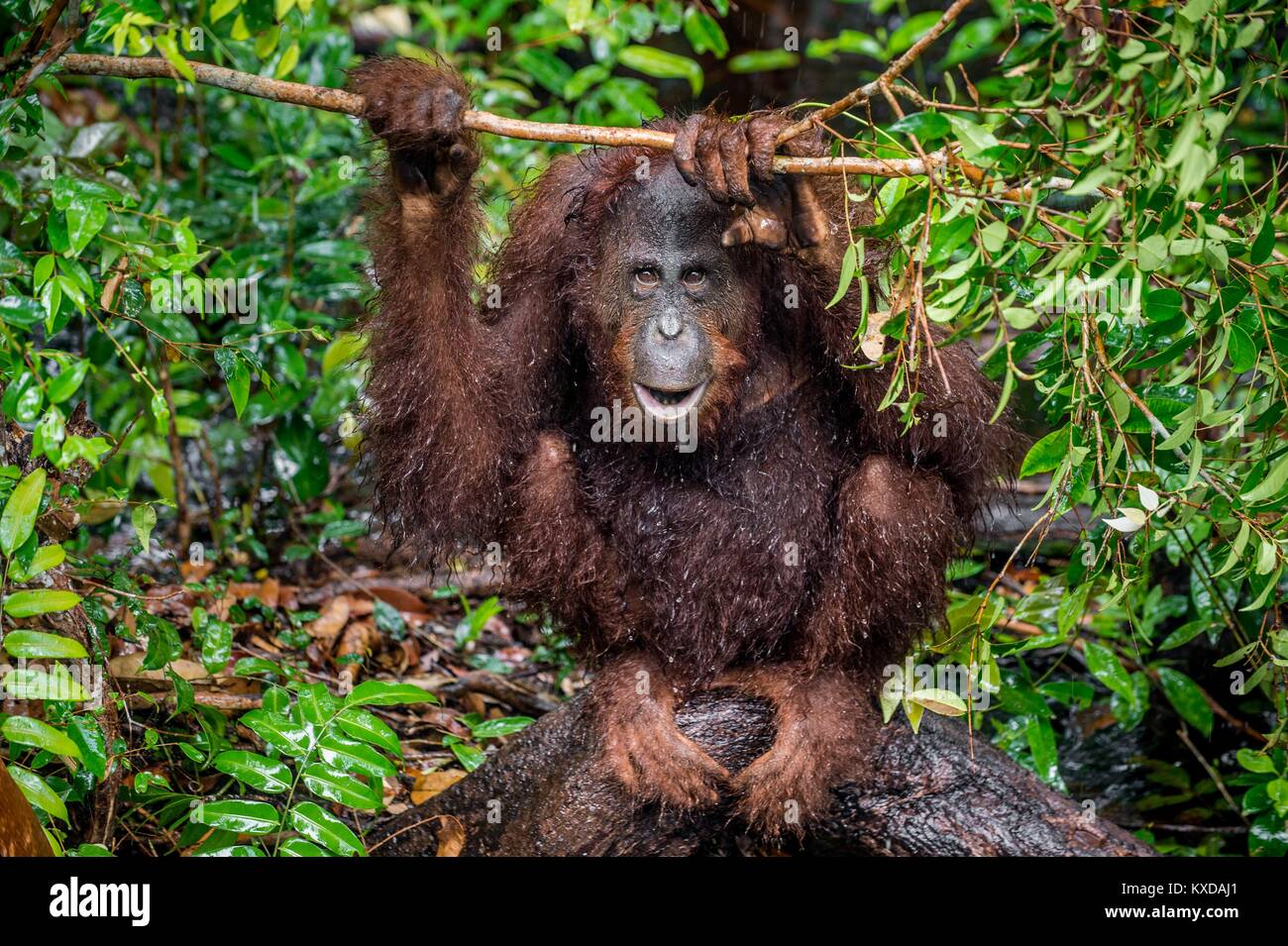 Eine Nahaufnahme Portrait des Bornesischen Orang-utan (Pongo pygmaeus) unter Regen in der wilden Natur. Zentrale bornesischen Orang-utan (Pongo pygmaeus wurmbii) in n Stockfoto