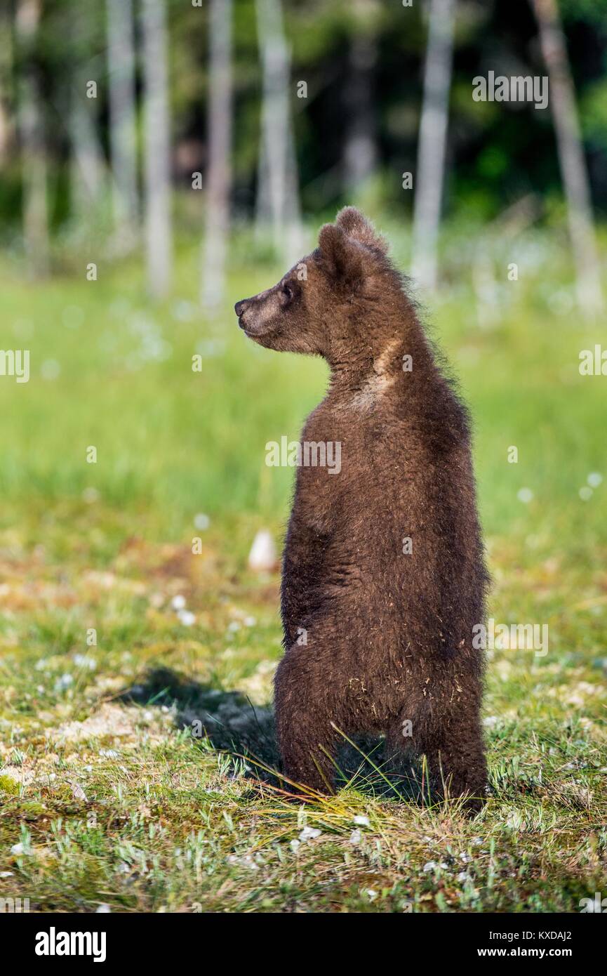 Das bärchen auf die Beine behindern. Braunbär (Ursus arctos). Grüne wald Hintergrund. natürlichen Lebensraum Stockfoto