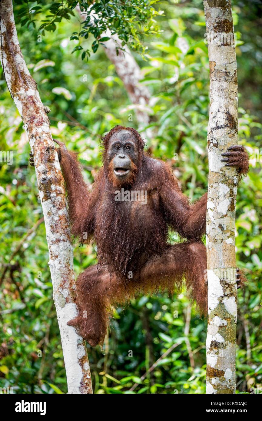 Eine Nahaufnahme Portrait des Bornesischen Orang-utan (Pongo pygmaeus) unter Regen in der wilden Natur. Zentrale bornesischen Orang-utan (Pongo pygmaeus wurmbii) in n Stockfoto