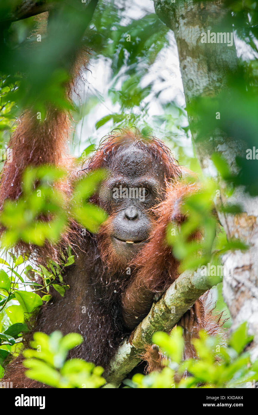 Eine Nahaufnahme Portrait des Bornesischen Orang-utan (Pongo pygmaeus) unter Regen in der wilden Natur. Zentrale bornesischen Orang-utan (Pongo pygmaeus wurmbii) in n Stockfoto