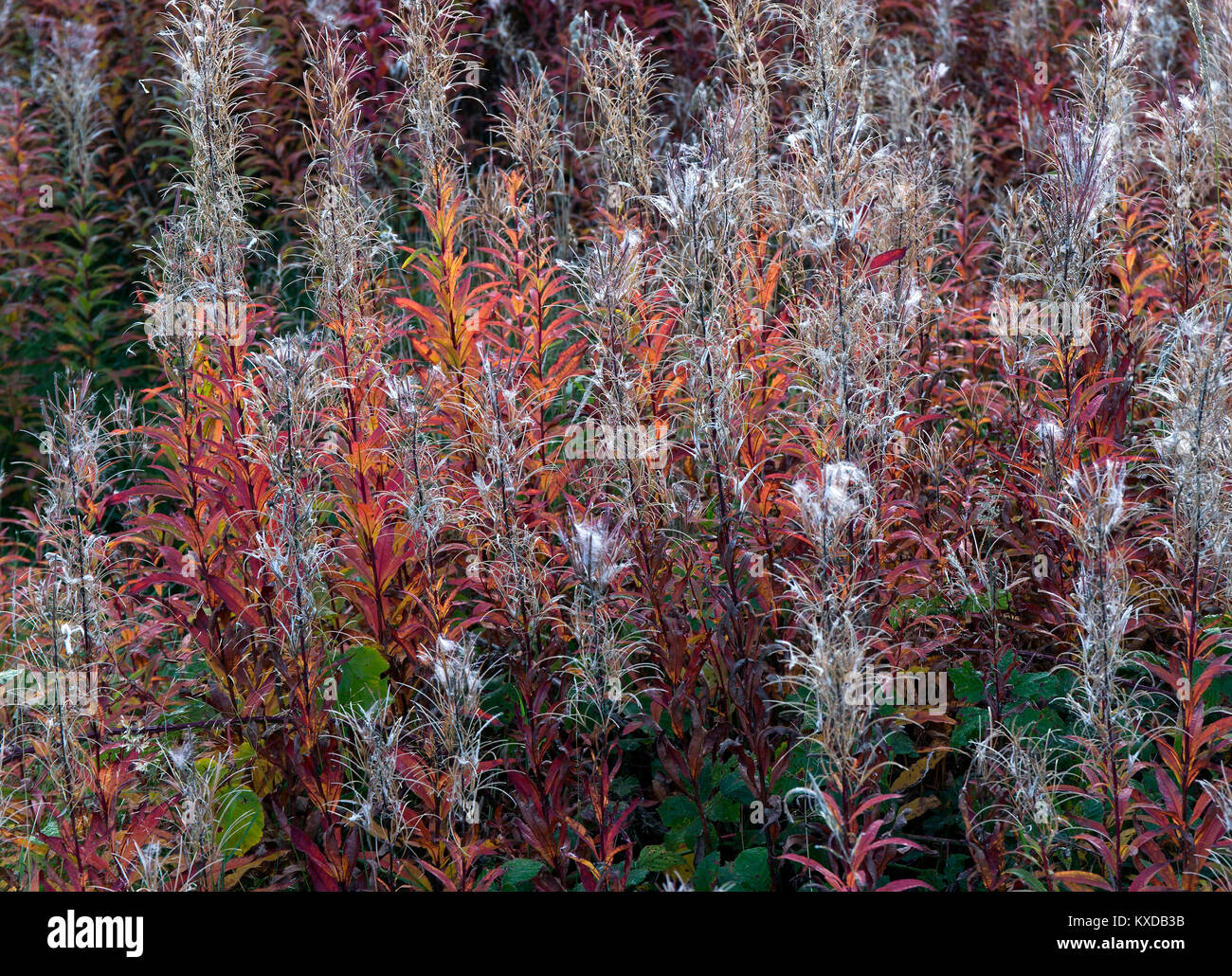 Wilde Flora mit Rosebay Weidenröschen mit herrlichem Crimson und Gold aus Blatt- und Cremeweiß seedheads im späten Abendlicht im Herbst auf Cannock Chas Stockfoto