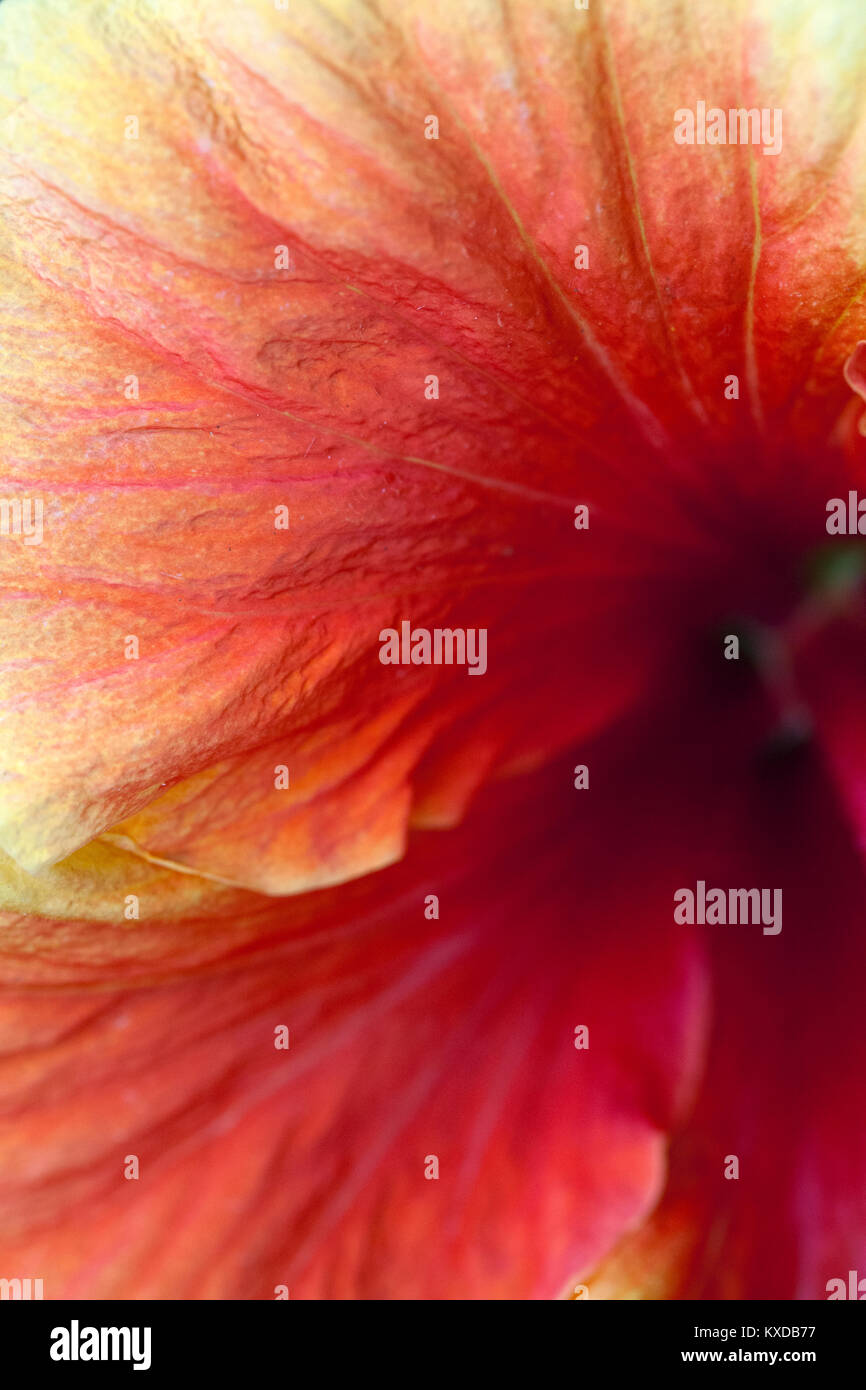 Hibiscus Flower Detail Stockfoto